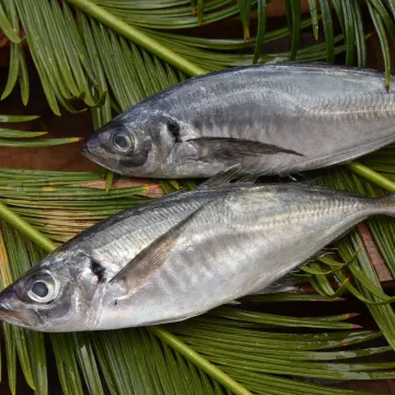 Frozen Horse Mackerel Fish Whole Round 20cm Price