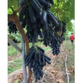 Uvas pretas sem sementes em formato de dedo