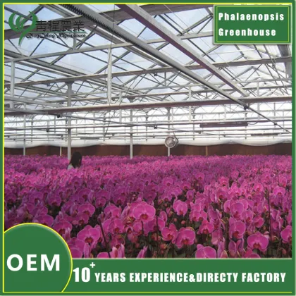Phalaenopsis Greenhouse for Orchid Cultivation