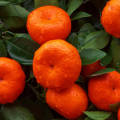 Aceite concentrado de cáscara de mandarina