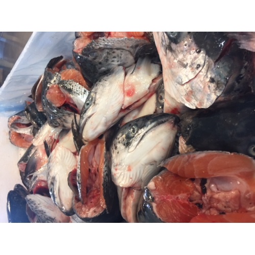 Frozen Salmon Heads 600g+