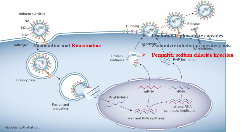 Influenza and Vaccine Effectiveness