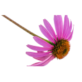 Hot Sell Echinacea Purpurea Herb Extract Powder