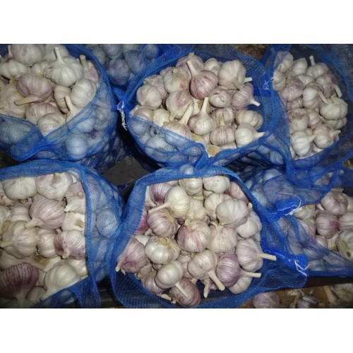 High Quality Normal White Garlic Season 2020