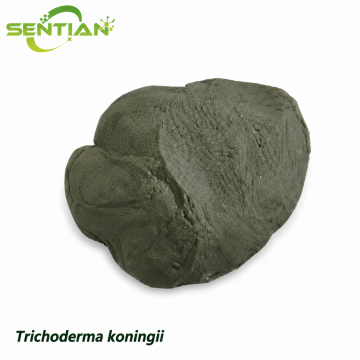 Trichoderma koningii Soil Health Management Microbe