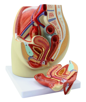 Modello di anatomia pelvica femmina: uno strumento di apprendimento approfondito
