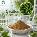 مسحوق Bacillus Firmus عالي النقاء، مكون بروبيوتيك