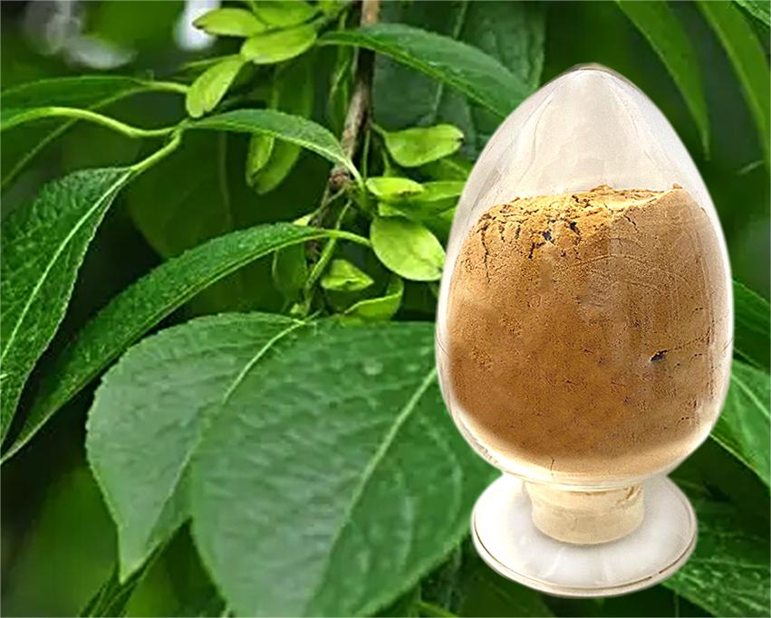 Eucommia ulmoides Extract Powder 