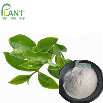 L-théanine naturelle Extrait de thé vert l poudre de théanine