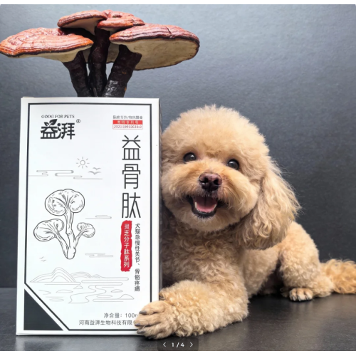 Nutrição para reabilitação ortopédica de animais de estimação