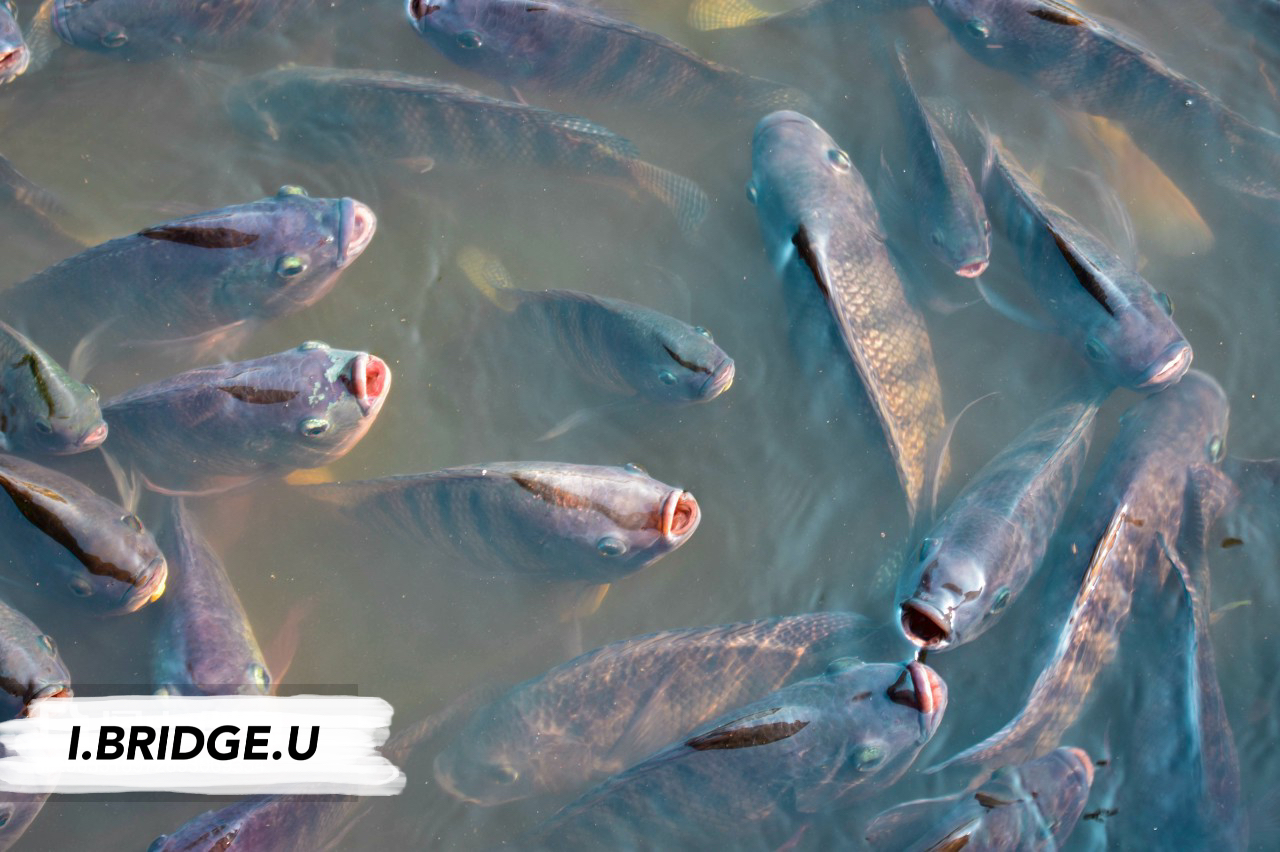 fish