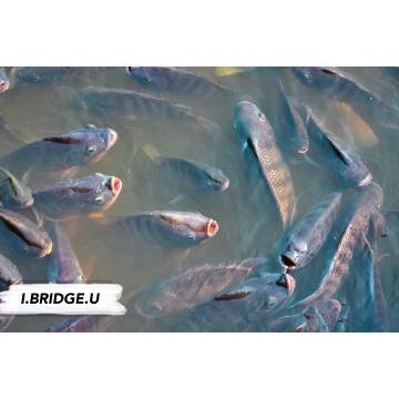 Tricalcium Phosphate TCP 18% Tricalcium Phosphate TCP 18% Feed Grade Additives Supplier