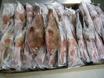 Frozen red grouper fish