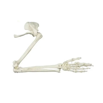 Arm Bone ZM1026-3 Search Engine