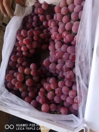 Red grapes from yunnan
