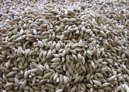 High Quality Yellow And Golden Sweet Osmanthus Fragrans Tree Seeds For Planting