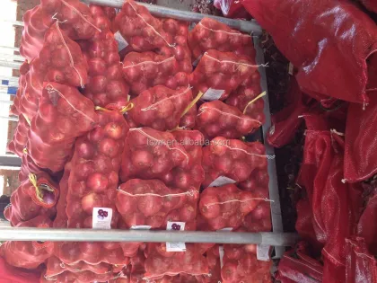 round onion fresh onions gansu onion