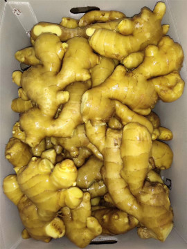 Fresh ginger to the Middle east countries
