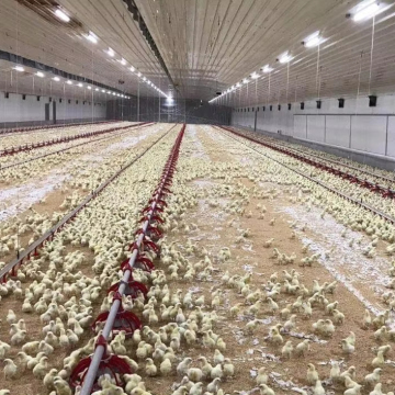 2024 Custom Steel Structure Farm Building Design for Chicken and Duck Poultry Houses