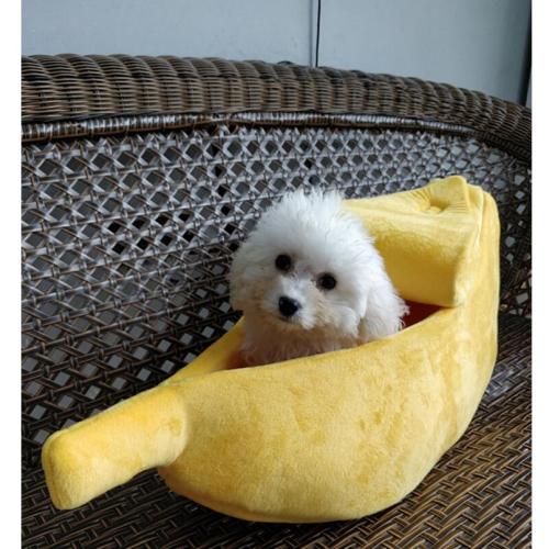 Creatieve honden kattenbakvulling banaanvorm winter warm