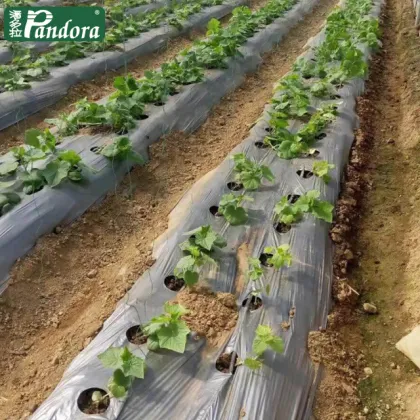 Agriculture Drip Irrigation Systems for Garden Hose Irrigation, Watering, and Irrigation