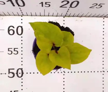 caladium lvhe living plants