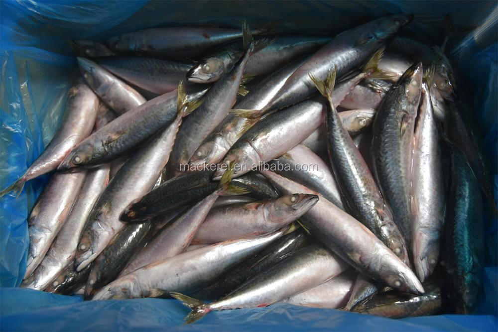 Best Quality Chinese Mackerel Whole Round Mackerel Fish For Sales