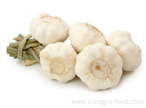 Fresh Pure White Garlic