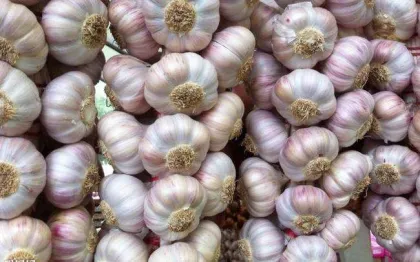Chines Cold Storage New Purple Garlic