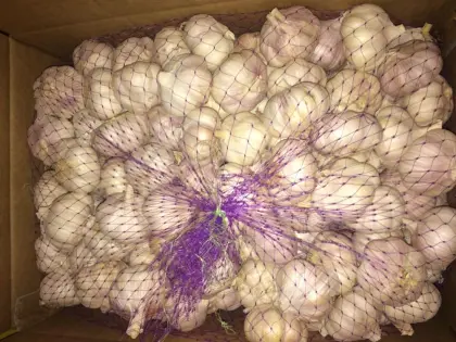 Real orgin jinxiang fresh garlic