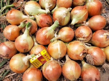 exporting red onion to Indonesia
