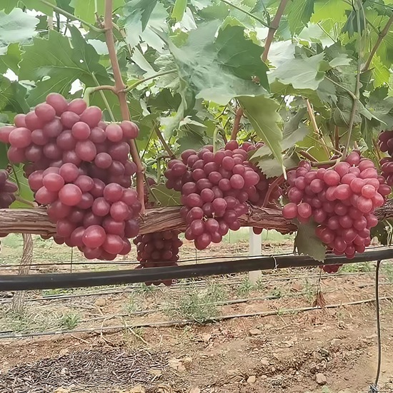 Uvas Suculentas Princesa Xiangfei Frescas