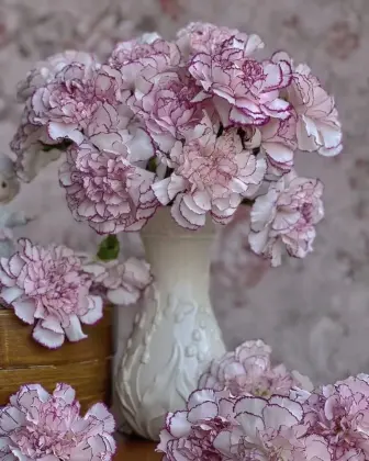 Single-headed carnation Purple elf