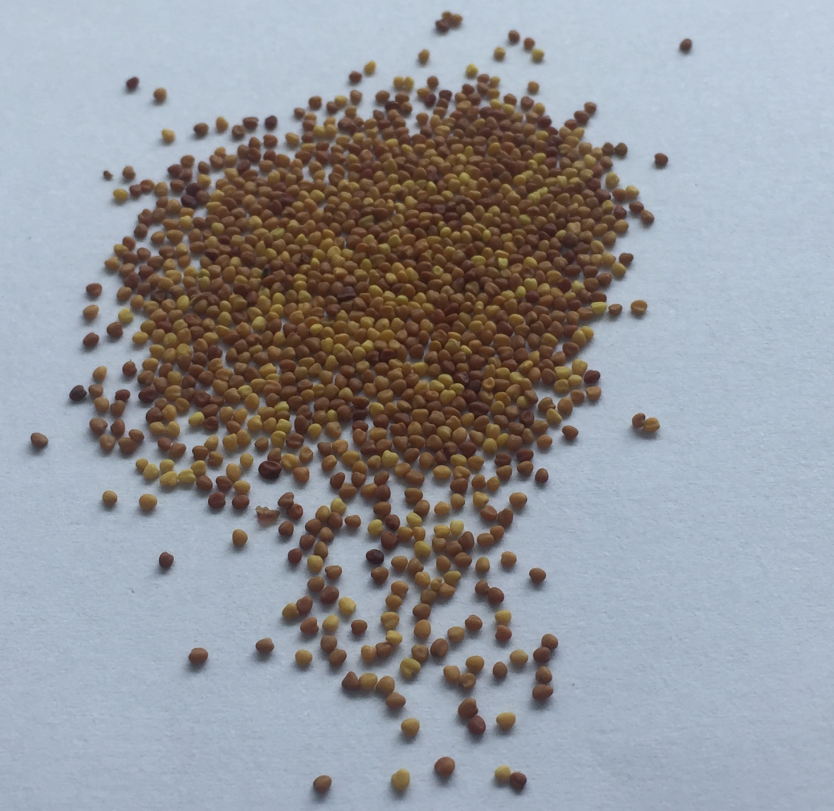 Grass Seed 15