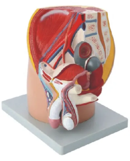 Median Section of Male Pelvis Model
