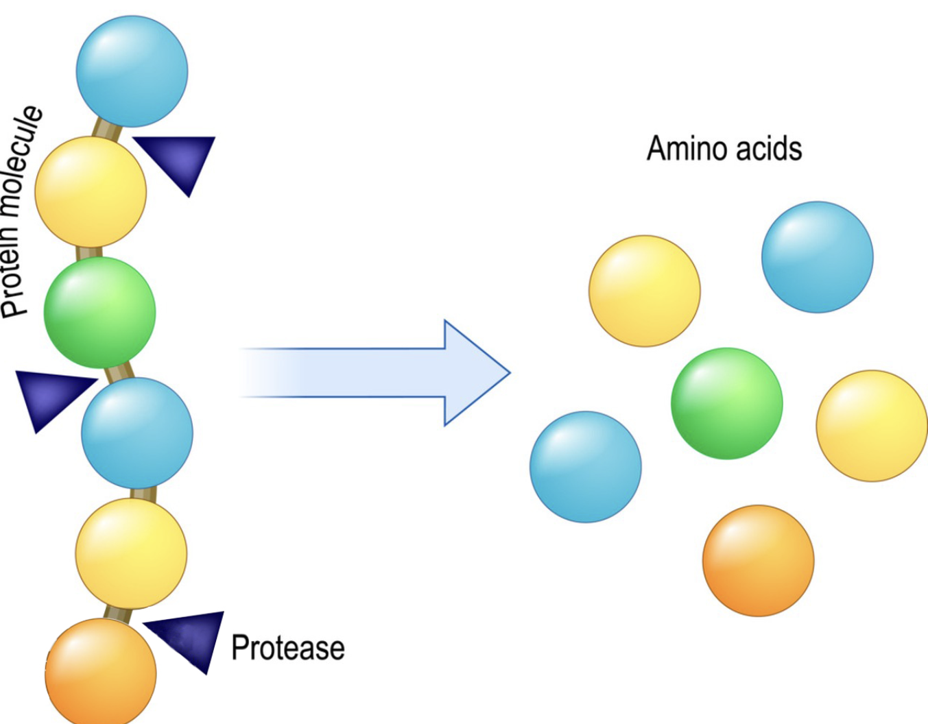 Neutral Protease for Protein Hydrolysis