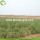 Zum Verkauf Gesunde Trockenfrucht Konventionelle Goji-Beere