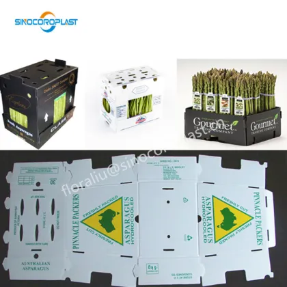 Hydrocooled Asparagus Packaging: 5kg Asparagus in Plastic Box