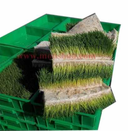 Solar-Powered Hydroponic Barley Fodder Growing System for Dairy Farms