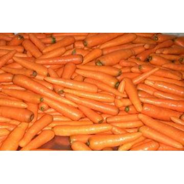 Fresh No Residual Pesticide Organic Carrot With Ruddy Carro