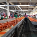 Cenouras vermelhas de legumes, exportando o campo