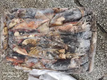 Frozen Squid Sthenoteuthis Oualaniensis WR 1000-2000g