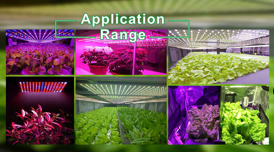 Led Grow Light 600w 9