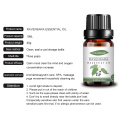 wholesale fragrance 100%pure Organic Ravensara Essential oil