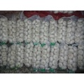 Pure White Garlic Size 5.0cm