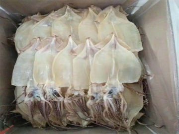 Frozen Seafood Frozen Whole Squid Squid Illex Argentinus