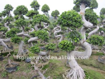 Ficus microcarpa big S shape nursery