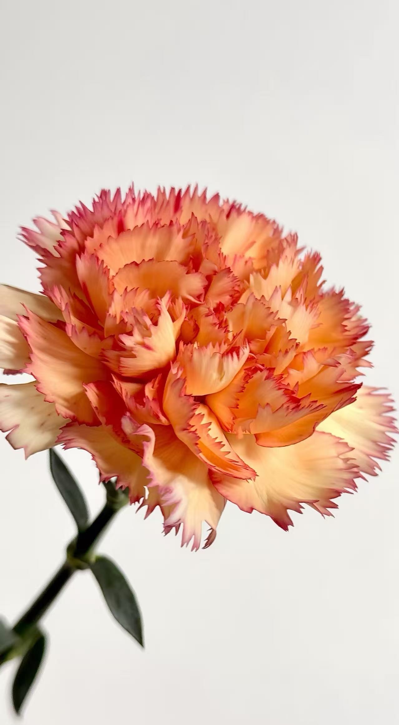 Single-headed　Carnation Carnival１
