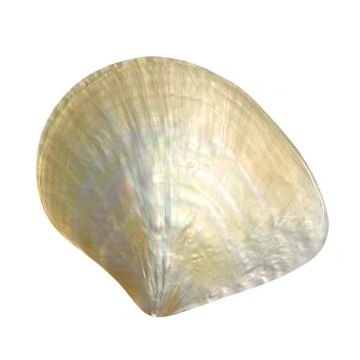 Factory Supply Polished Yellow MOP Seashell Mother of Pearl for Crafts Accessory
