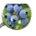 bilberry extract powder blueberry P.E enhance immune system